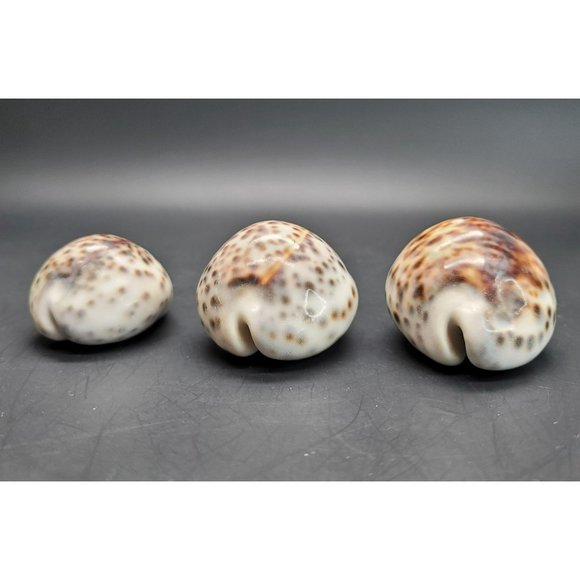 Vintage Tiger Cowres Sea Snail Shells Seashell Set of 3 Cypraea Tigris PR206 - Picture 6 of 7